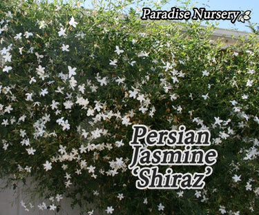 Persian Jasmine Plant